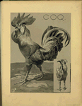 Coq.