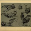 Coq de Bresse.
