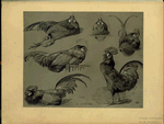 Coq de Bresse.