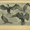 Croquis de cormoran.