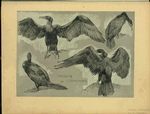 Croquis de cormoran.