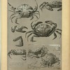 Crabe.