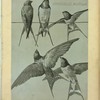 Hirondelle rustique.