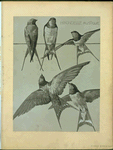 Hirondelle rustique.
