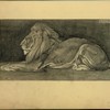 Lion.