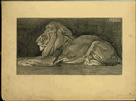Lion.