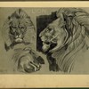 Lion.