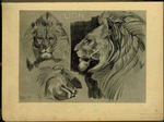 Lion.