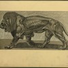 Lion.