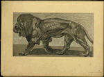 Lion.