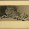 Lion.