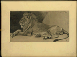 Lion.