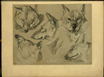 Loup.