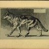 Loup.