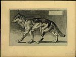 Loup.