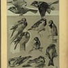 Moineau.