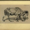 Mouflon.