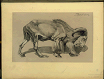 Mouflon.