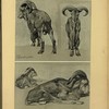 Mouflon.