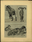 Mouflon.