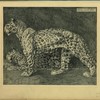Panthère.