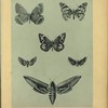 Papillons.
