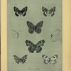 Papillons.