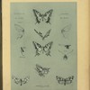 Papillons.