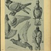 Pigeon.