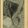 Raie bouclée.