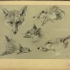 Renard.