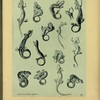 Salamandre d'eau.