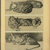 Tigres.