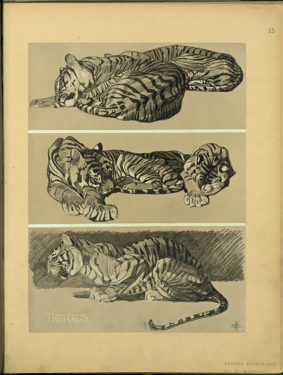 Tigres. - NYPL Digital Collections