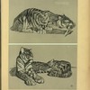 Tigres.