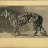 Tigre.