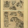 Tigres.