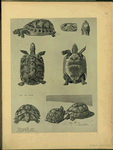 Tortue.