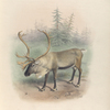 Scandinavian Reindeer