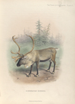 Scandinavian Reindeer