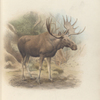 Male Elk