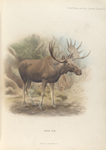 Male Elk