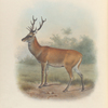 Bedford's Deer in Summer Pelage.