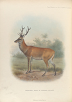 Bedford's Deer in Summer Pelage