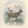 Thorold's Deer.