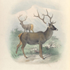 Thorold's Deer