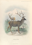 Thorold's Deer