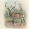 Altai Wapiti