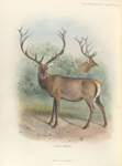 Altai Wapiti