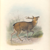 Formosan Sika in winter pelage